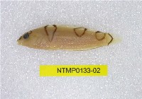 藏品(蓋馬氏盔魚)的圖片